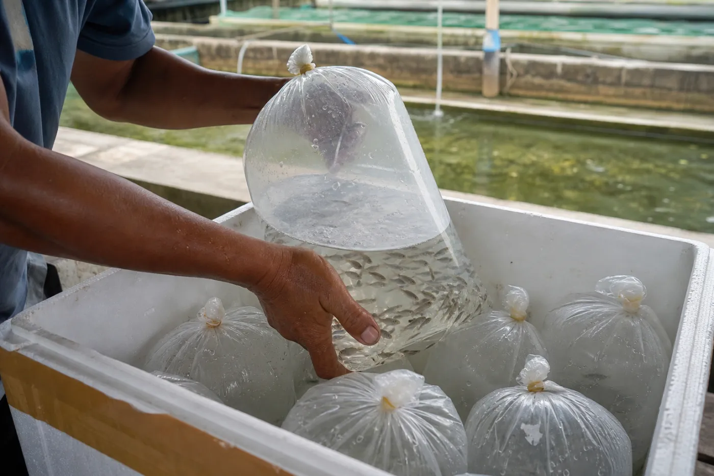 Proses packing bibit ikan dalam kantong air dan box