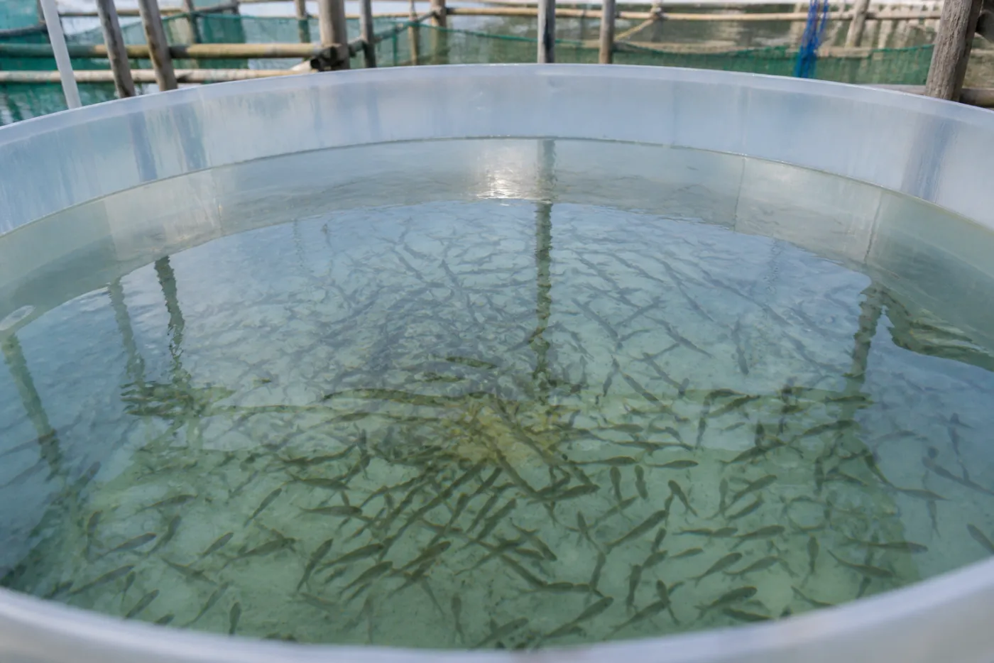 Bibit ikan di dalam wadah budidaya